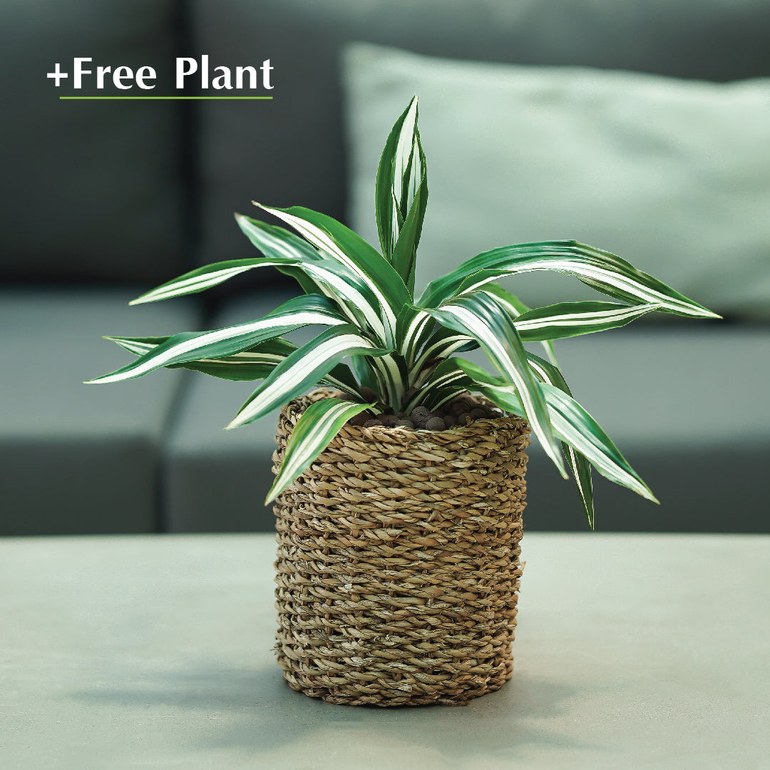 اشترِ أصيصًا واحصل على نبات مجانًا - IKSHA NATURAL PLANTERS - سلة إيكشا - اشترِ واحصل على نبتة مجانًا