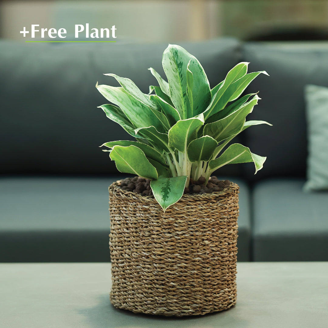 اشترِ أصيصًا واحصل على نبات مجانًا - IKSHA NATURAL PLANTERS - سلة إيكشا - اشترِ واحصل على نبتة مجانًا