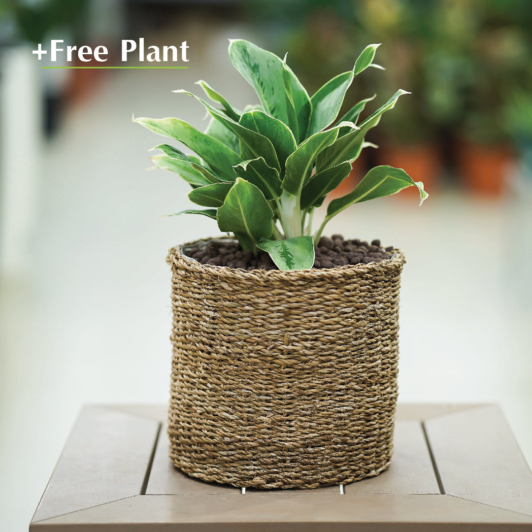 اشترِ أصيصًا واحصل على نبات مجانًا - IKSHA NATURAL PLANTERS - سلة إيكشا - اشترِ واحصل على نبتة مجانًا