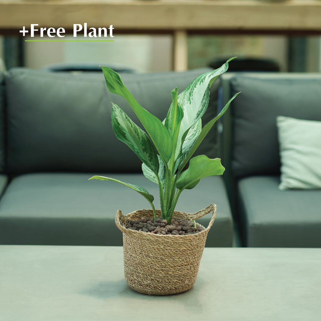 BUY POT & GET A PLANT FREE - SAMARA BROWN PLANTER - سلة سمارا - اشتري حوض واحصل على نبتة مجاناً