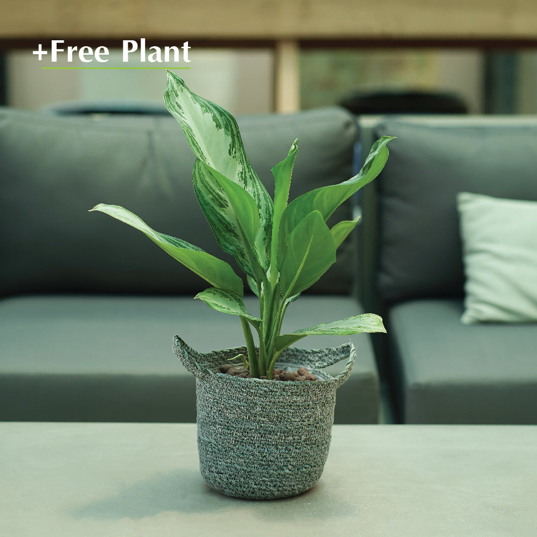 BUY POT & GET A PLANT FREE - SAMARA ICE-BLUE PLANTER - سلة سمارا