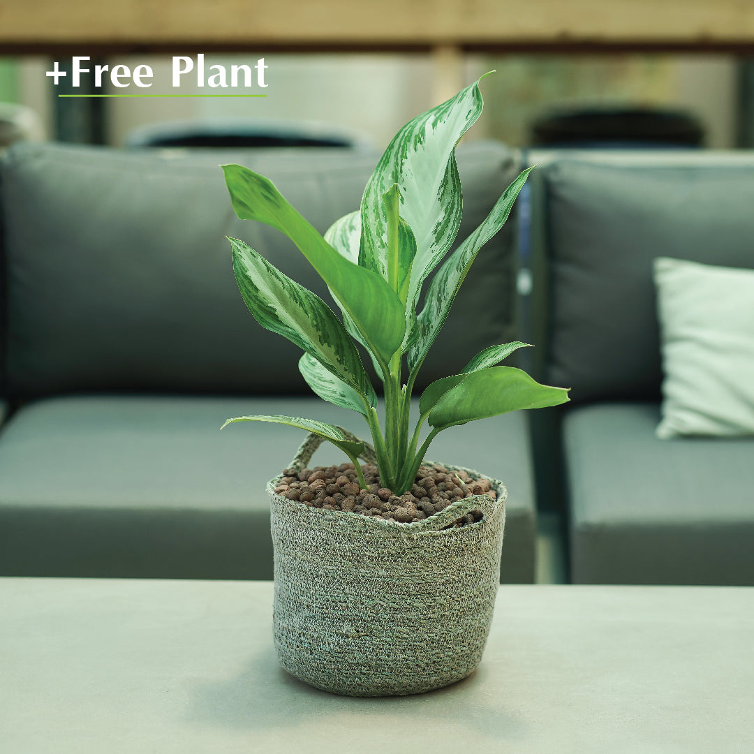 BUY POT & GET A PLANT FREE - SAMARA ICE-BLUE PLANTER - سلة سمارا