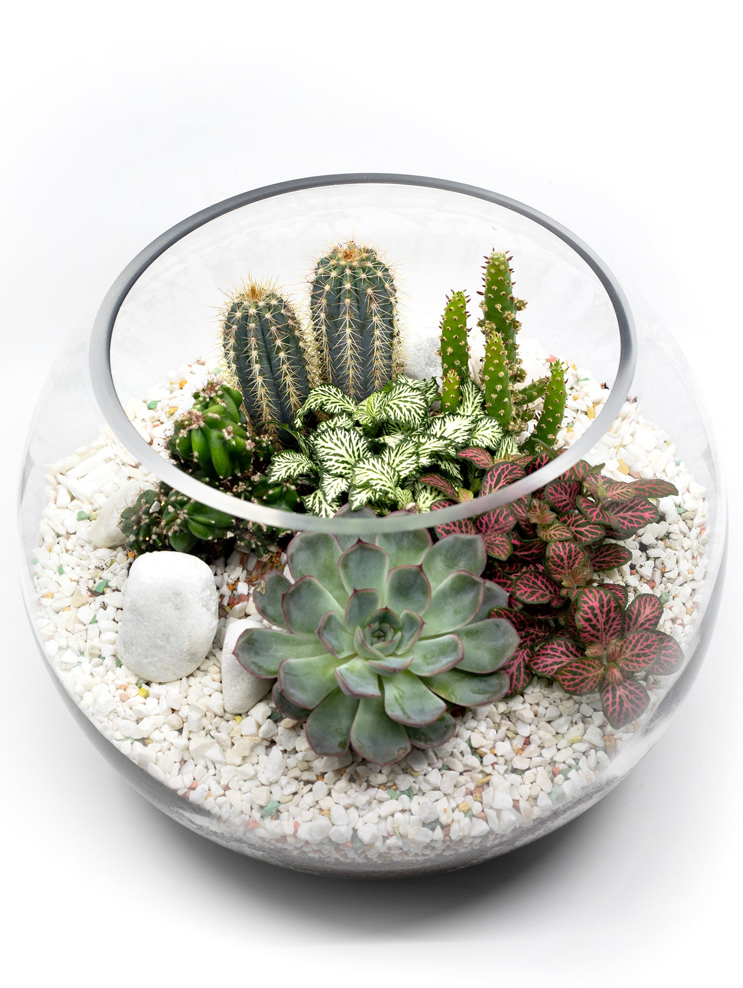 MIX CACTUS & SUCCULENT PLANTS IN TERRARIUM مزيج من الصباريات و النباتات الداخلية المميزة في حوض التيراريوم الرائع