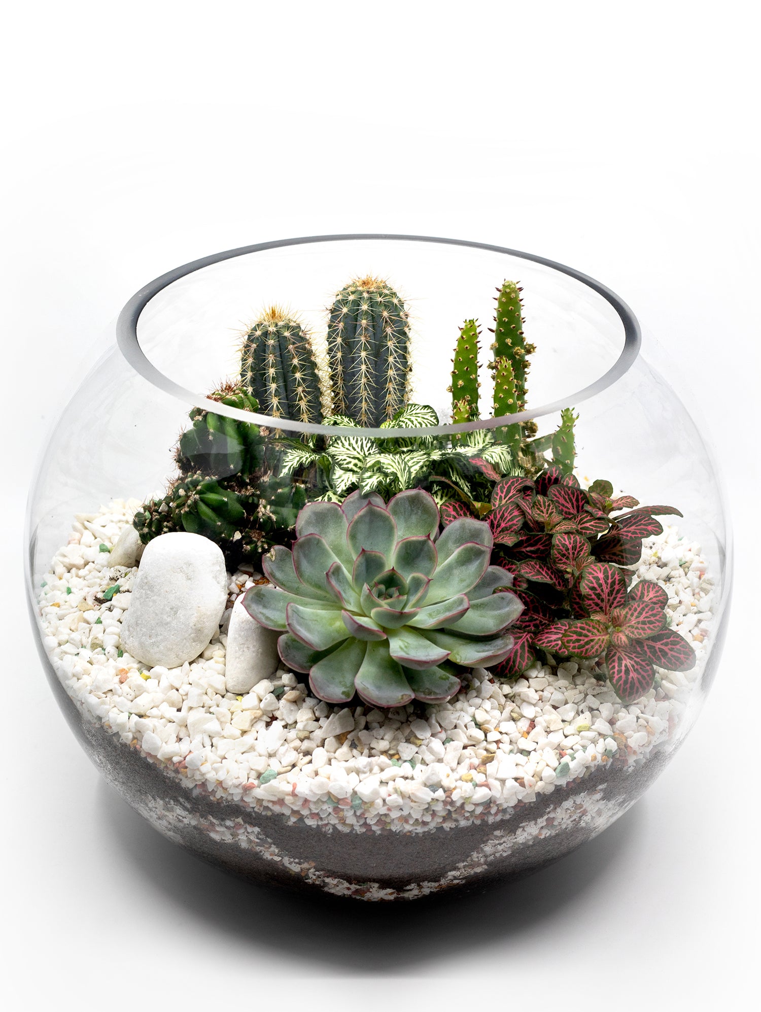 MIX CACTUS & SUCCULENT PLANTS IN TERRARIUM مزيج من الصباريات و النباتات الداخلية المميزة في حوض التيراريوم الرائع