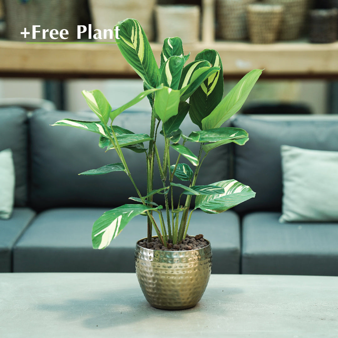 BUY POT & GET A PLANT FREE - SHATURA GLEAMING GOLD PLANTER - حوض شاتورا -  اشتري حوض واحصل على نبتة مجاناً