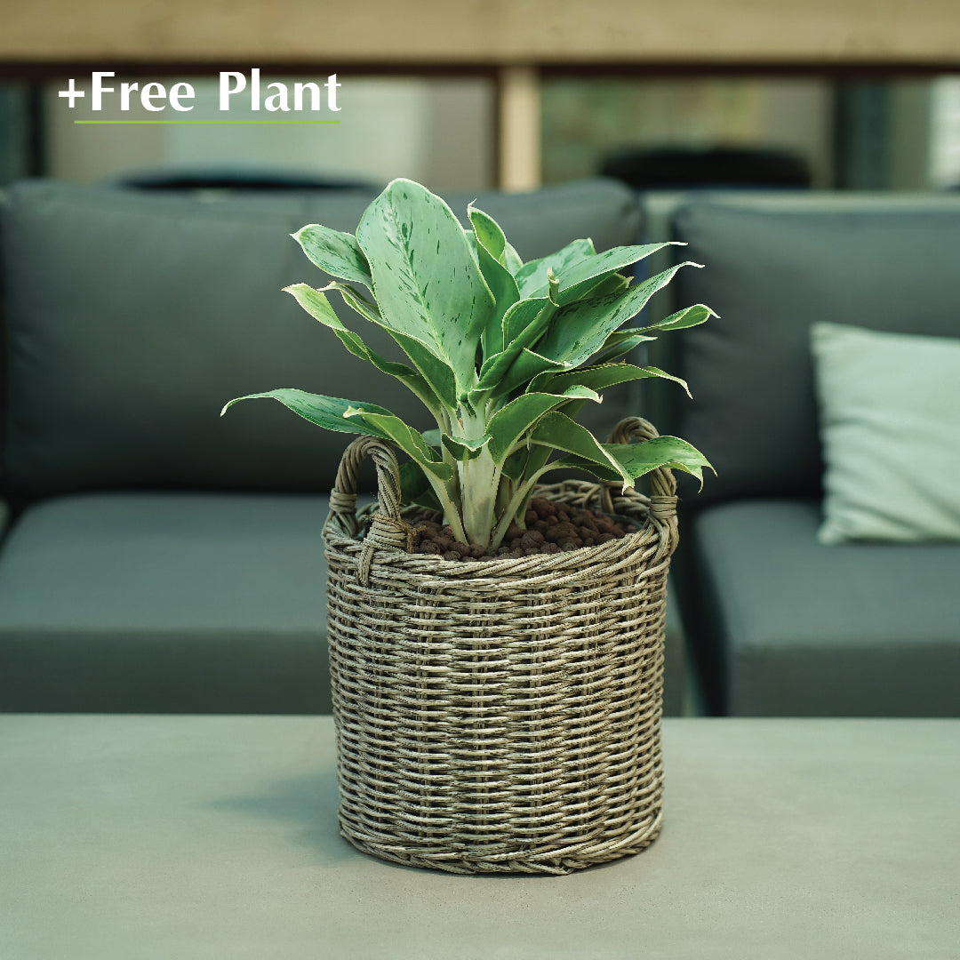 اشتري أصيصًا واحصل على نبات مجانًا - DUBNA NATURAL BROWN PLANTER - سلة دوبنا