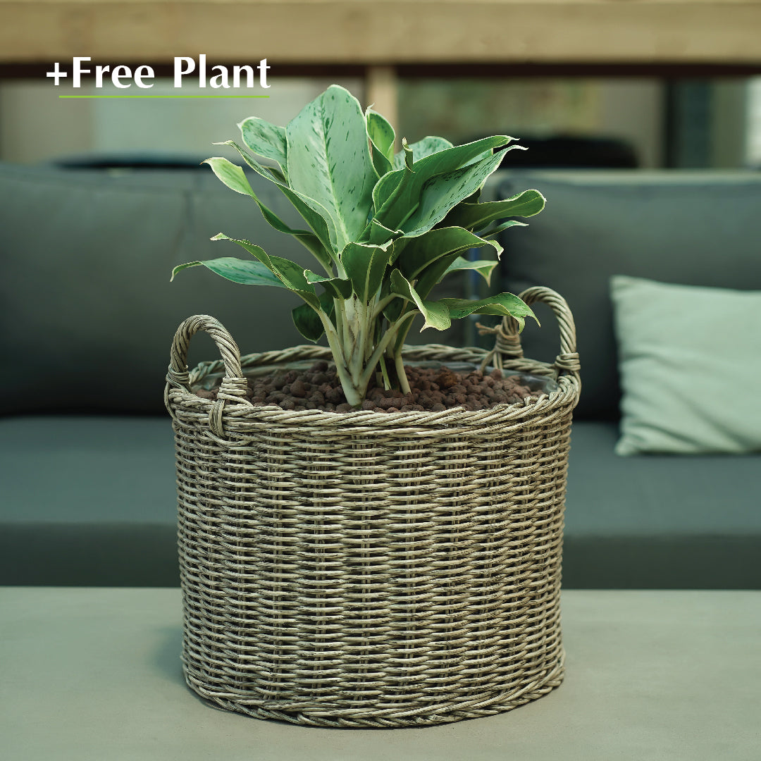 اشتري أصيصًا واحصل على نبات مجانًا - DUBNA NATURAL BROWN PLANTER - سلة دوبنا