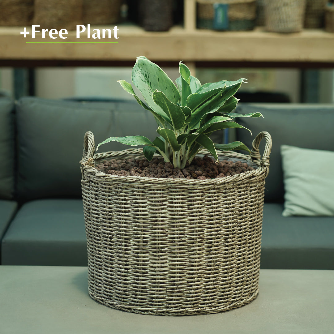 اشتري أصيصًا واحصل على نبات مجانًا - DUBNA NATURAL BROWN PLANTER - سلة دوبنا