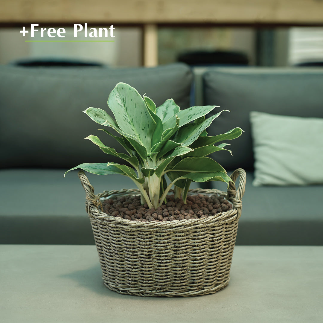 اشتري أصيصًا واحصل على نبات مجانًا - DUBNA NATURAL BROWN PLANTER - سلة دوبنا