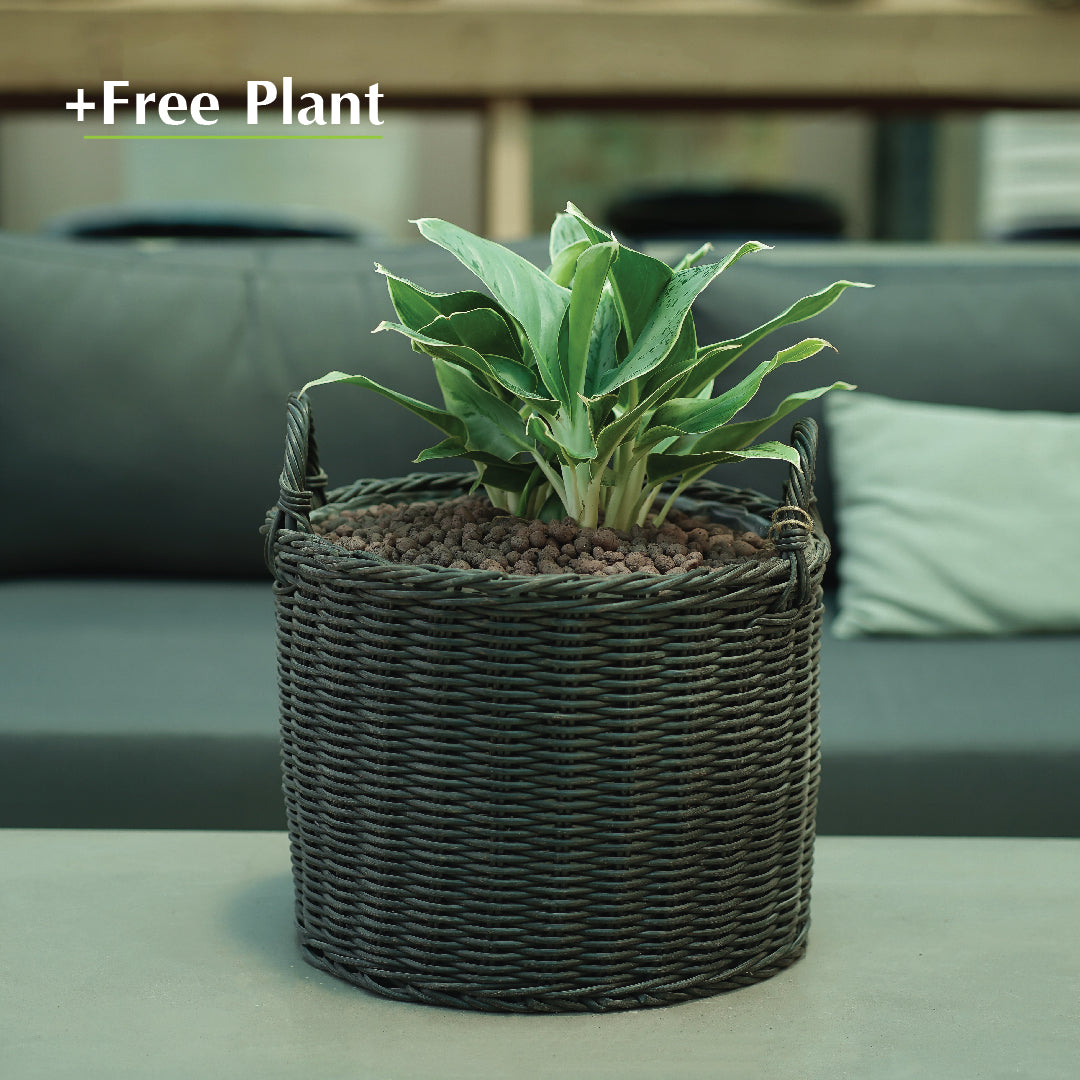 اشتري أصيصًا واحصل على نبات مجانًا - DUBNA DARK BROWN PLANTER - سلة دوبنا