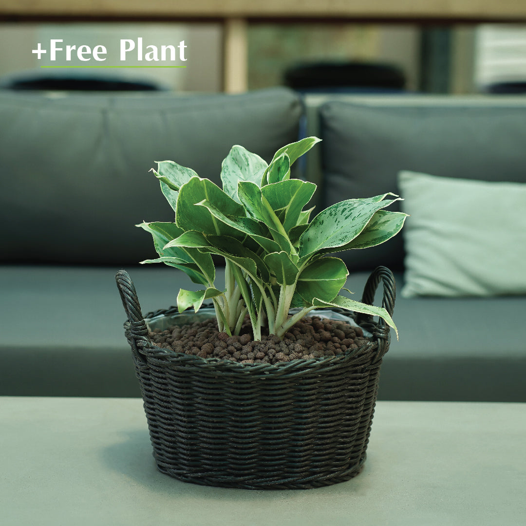 اشتري أصيصًا واحصل على نبات مجانًا - DUBNA DARK BROWN PLANTER - سلة دوبنا