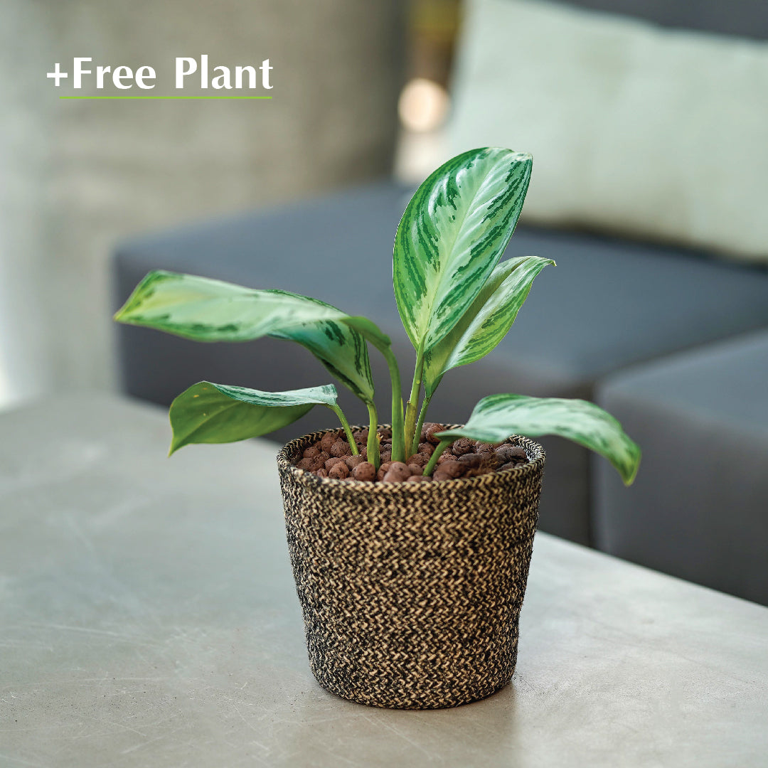 BUY POT & GET A PLANT FREE - KAZAN BLACK PLANTER - سلة كازان -  اشتري حوض واحصل على نبتة مجاناً