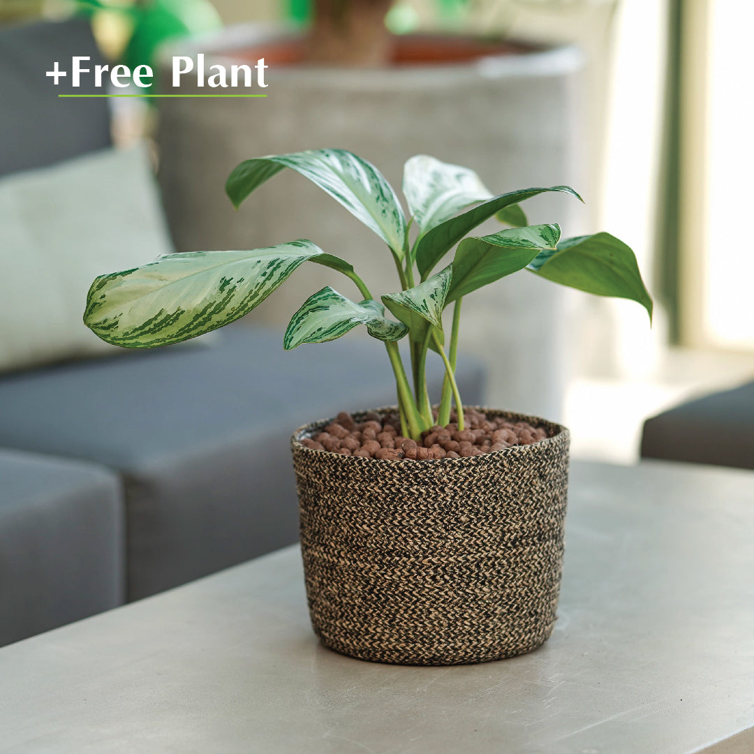 BUY POT & GET A PLANT FREE - KAZAN BLACK PLANTER - سلة كازان -  اشتري حوض واحصل على نبتة مجاناً