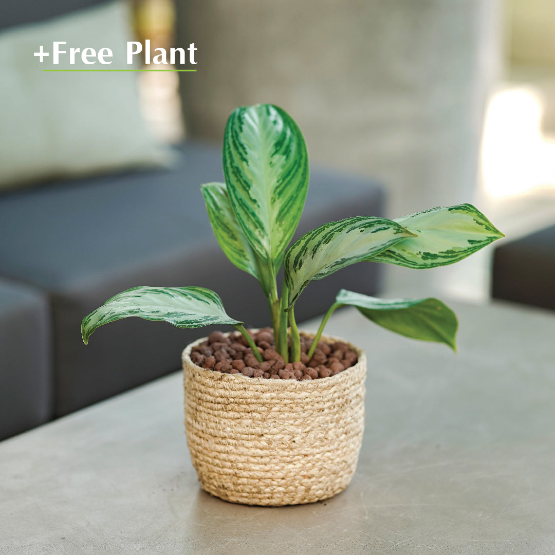 BUY POT & GET A PLANT FREE - KAZAN BEIGE PLANTER - سلة كازان -  اشتري حوض واحصل على نبتة مجاناً