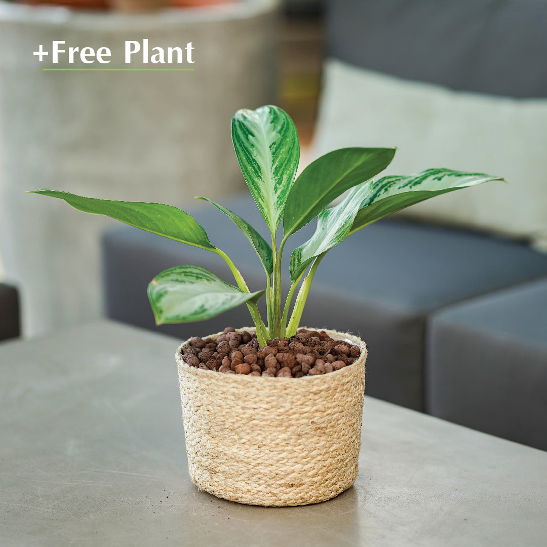 اشتري أصيصًا واحصل على نبات مجانًا - KAZAN BEIGE PLANTER - سلة كازان - اشتري حوض واحصل على نبتة مجانًا