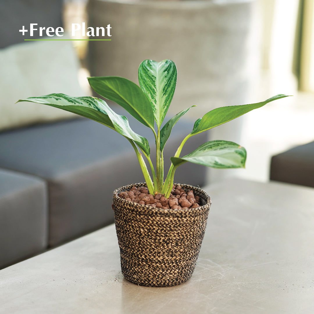 BUY POT & GET A PLANT FREE - CHERSKY BLACK PLANTER - حوض تشيرسكي -  اشتري حوض واحصل على نبتة مجاناً