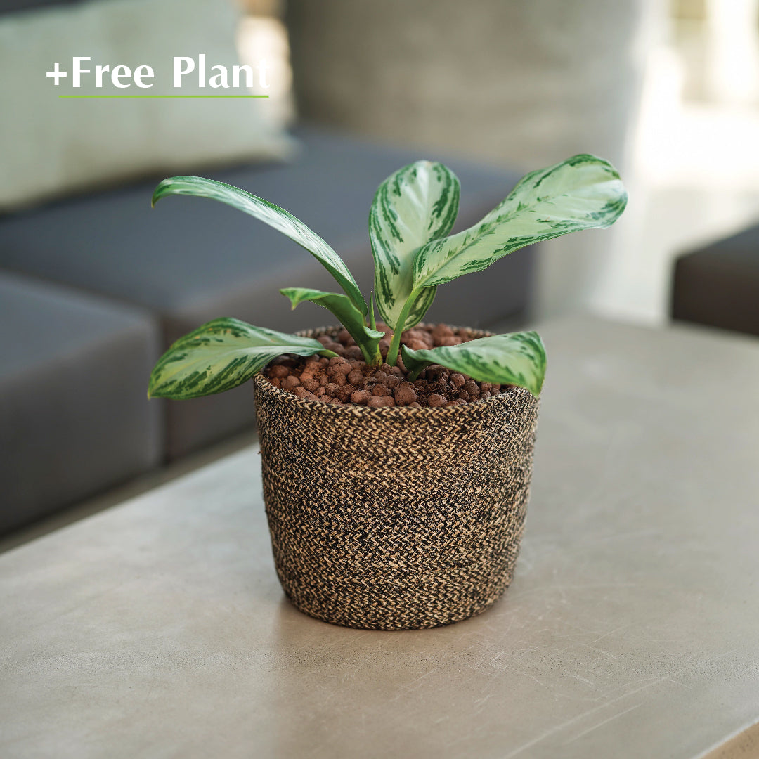 BUY POT & GET A PLANT FREE - CHERSKY BLACK PLANTER - حوض تشيرسكي -  اشتري حوض واحصل على نبتة مجاناً