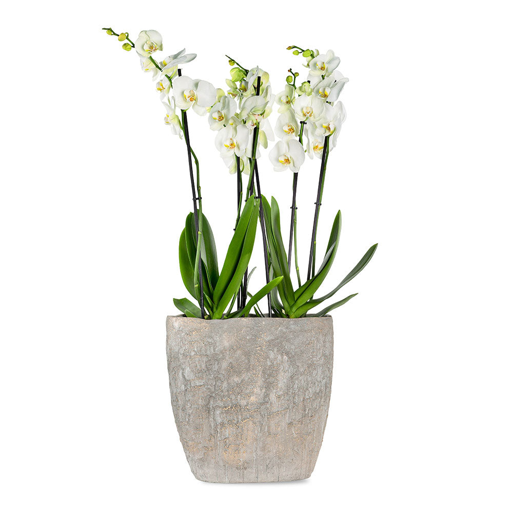 ORCHID IN INDIGA GREY BOWL - أوركيد في حوض إنديغا رمادي