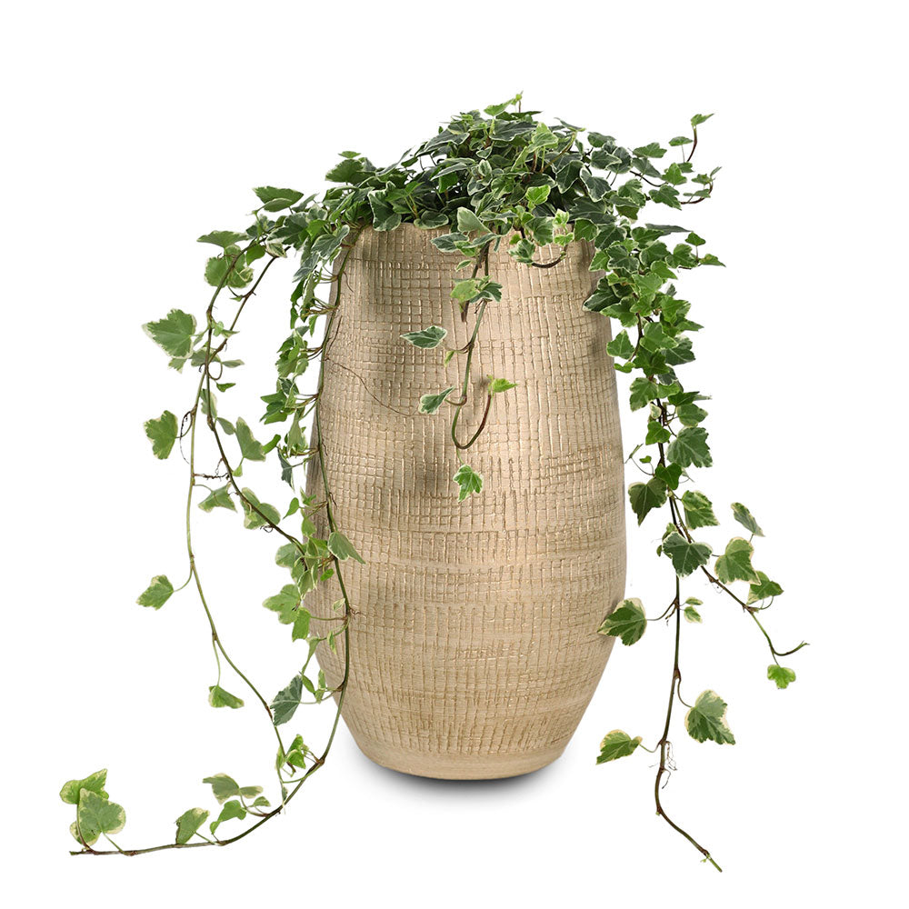 HEDERA IN OKSINO PLANTER - هيديرا في حوض أوكسينو