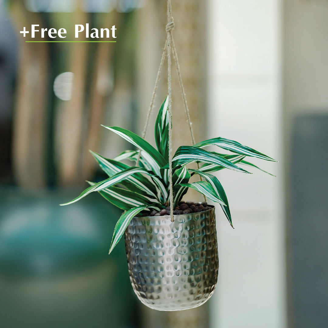 BUY POT & GET A PLANT FREE - SHATURA HANGER PLANTER - حوض شاتورا -  اشتري حوض واحصل على نبتة مجاناً