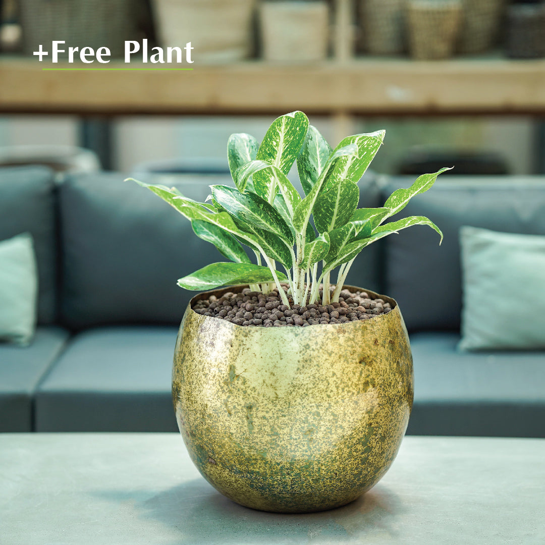 اشترِ أصيصًا واحصل على نبات مجانًا - BUGULMA METALLIC BRASS PLANTER - حوض بوجولما - اشترِ حوضًا واحصل على نبتة مجانًا 