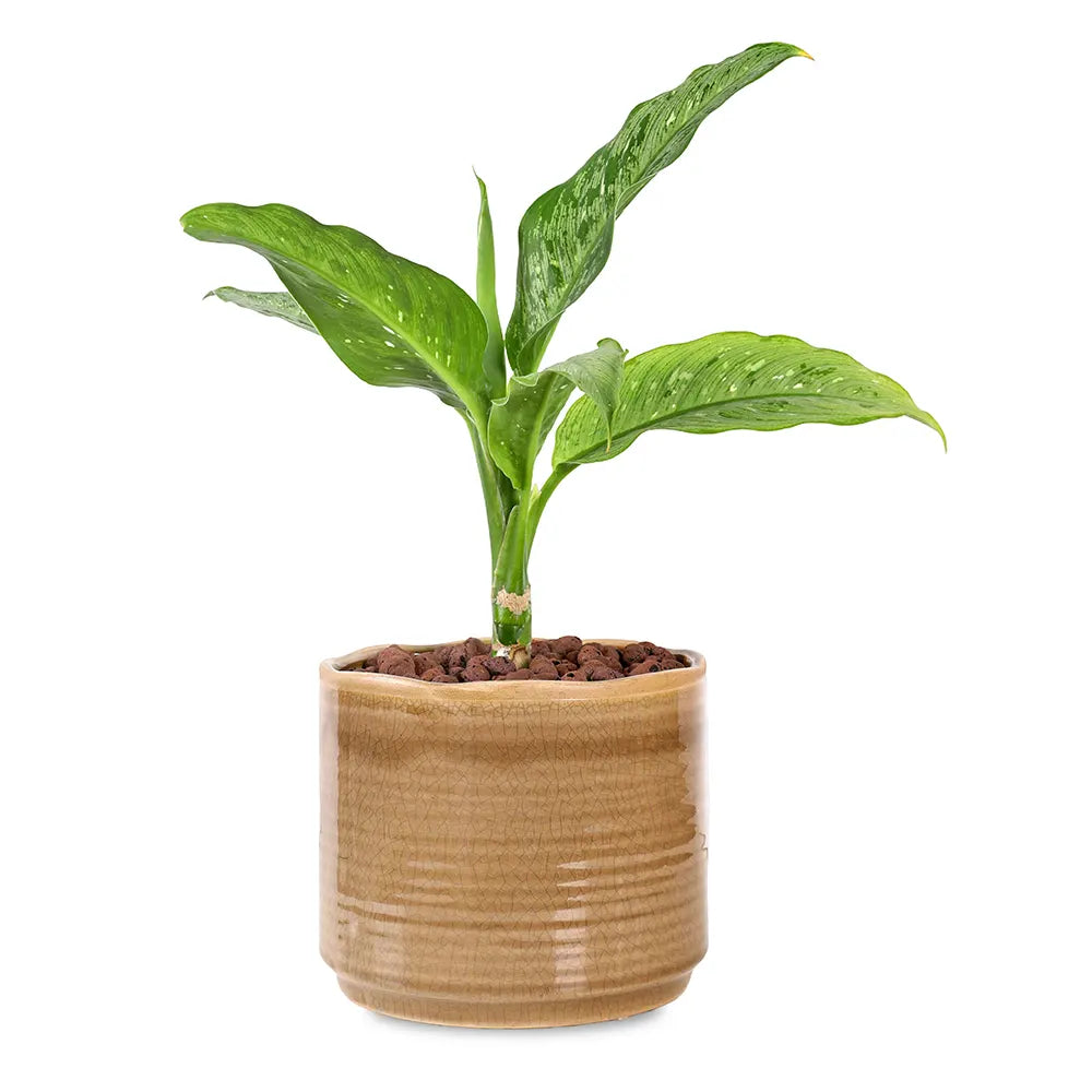 DIEFFENBACHIA IN BROWN CERAMIC POT