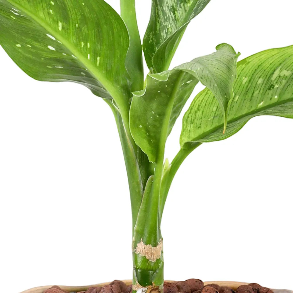 DIEFFENBACHIA IN BROWN CERAMIC POT