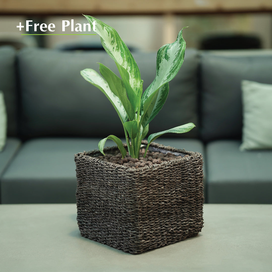 BUY POT & GET A PLANT FREE - SOSVA BLACK CUBE BASKET - سلة سوسفا -  اشتري حوض واحصل على نبتة مجاناً