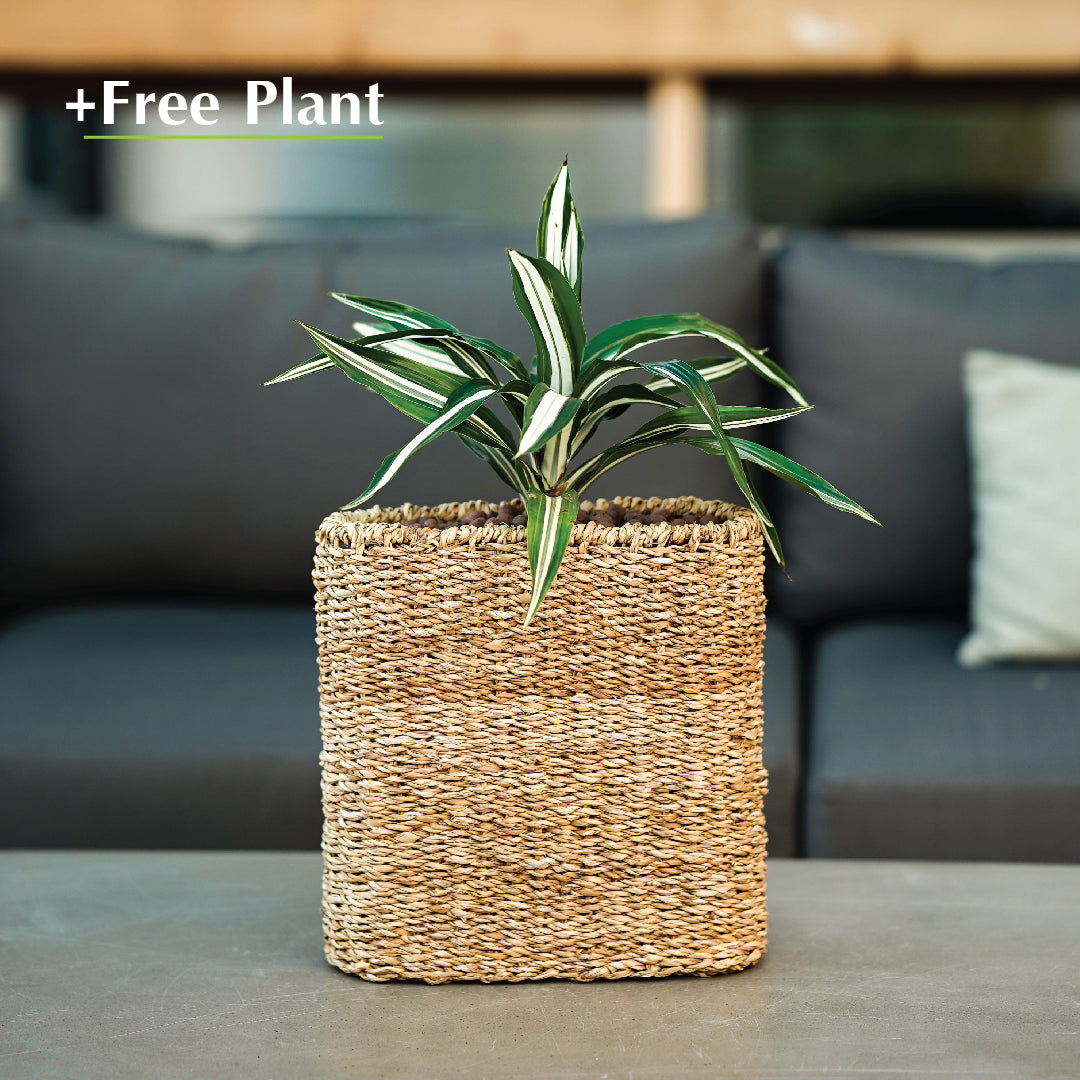 BUY POT & GET A PLANT FREE - SOSVA NATURAL CUBE BASKET PLANTER - سلة سوسفا -  اشتري حوض واحصل على نبتة مجاناً