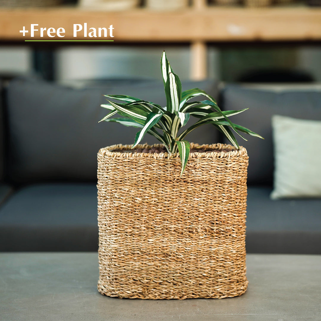 اشترِ أصيصًا واحصل على نبات مجانًا - SOSVA NATURAL CUBE BASKET PLANTER - سلة سوسفا - اشتر واحصل على نبتة مجانًا