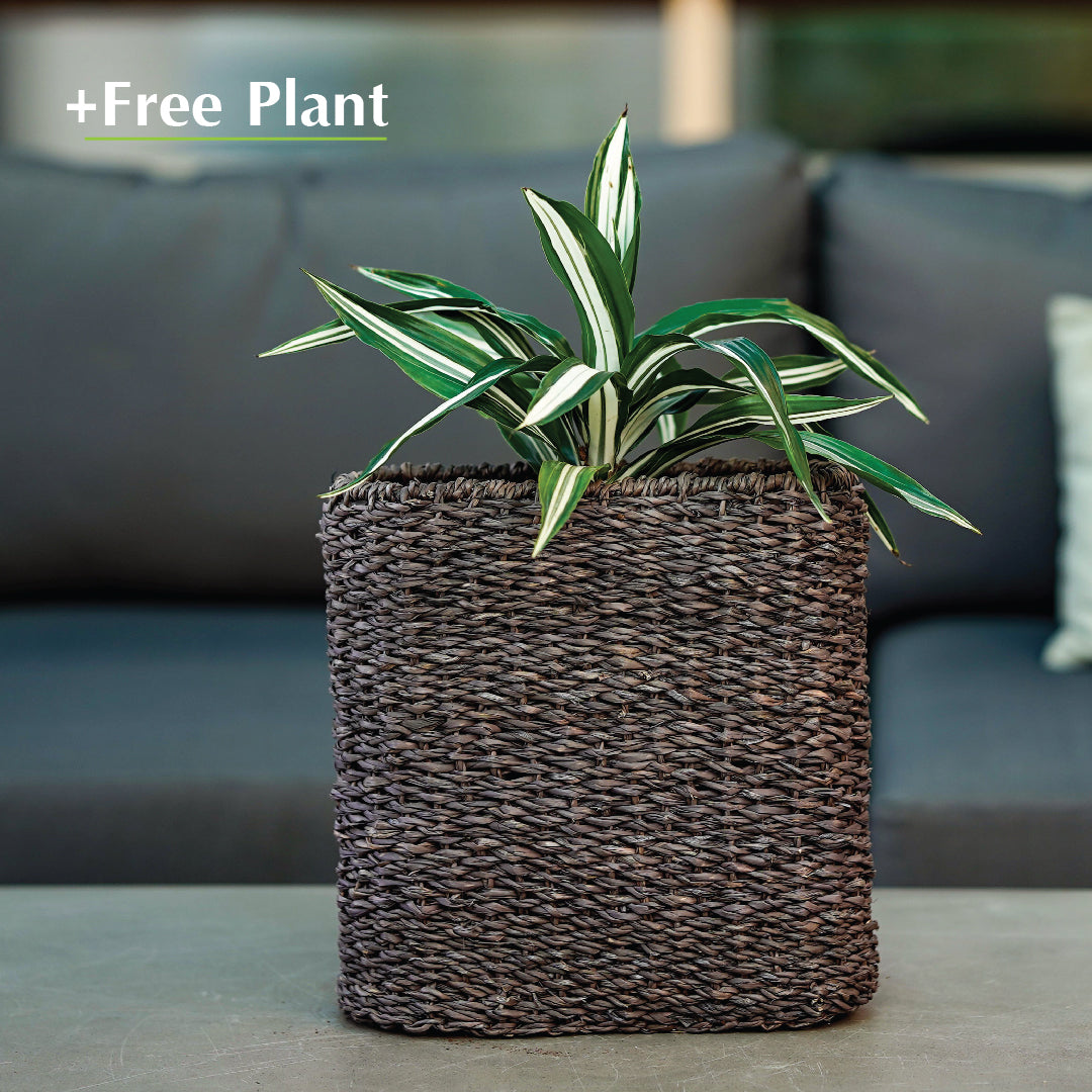 BUY POT & GET A PLANT FREE - SOSVA BLACK BASKET PLANTER - سلة سوسفا -  اشتري حوض واحصل على نبتة مجاناً