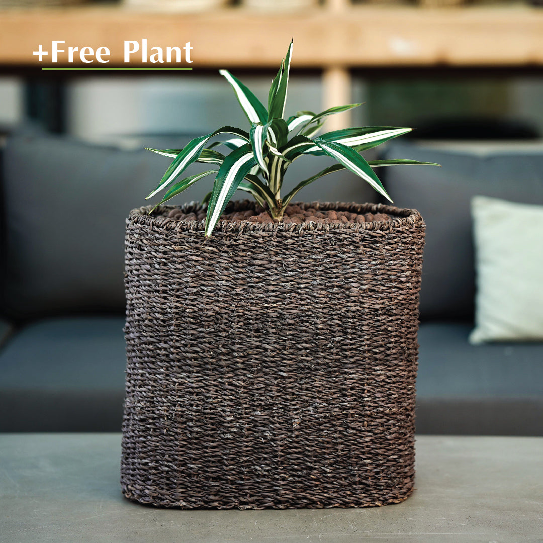 BUY POT & GET A PLANT FREE - SOSVA BLACK BASKET PLANTER - سلة سوسفا -  اشتري حوض واحصل على نبتة مجاناً