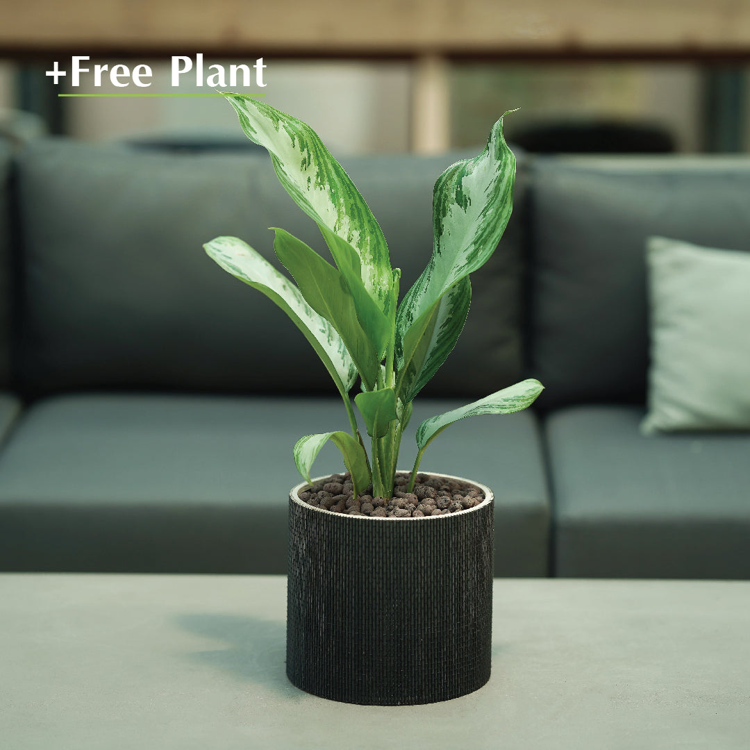 BUY POT & GET A PLANT FREE - TAMBEY BLACK BASKETS - سلة تامبي -  اشتري حوض واحصل على نبتة مجاناً