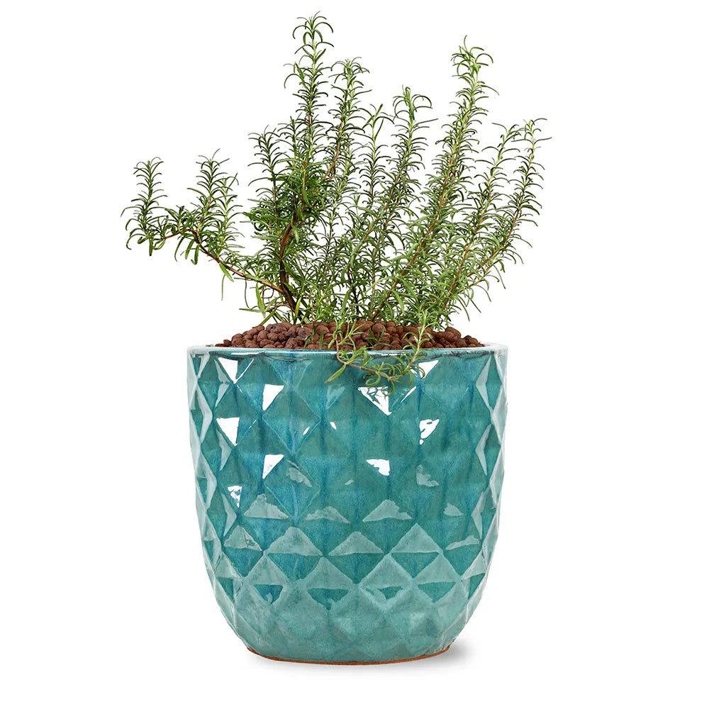 ROSEMARINUS IN GREEN CERAMIC POT