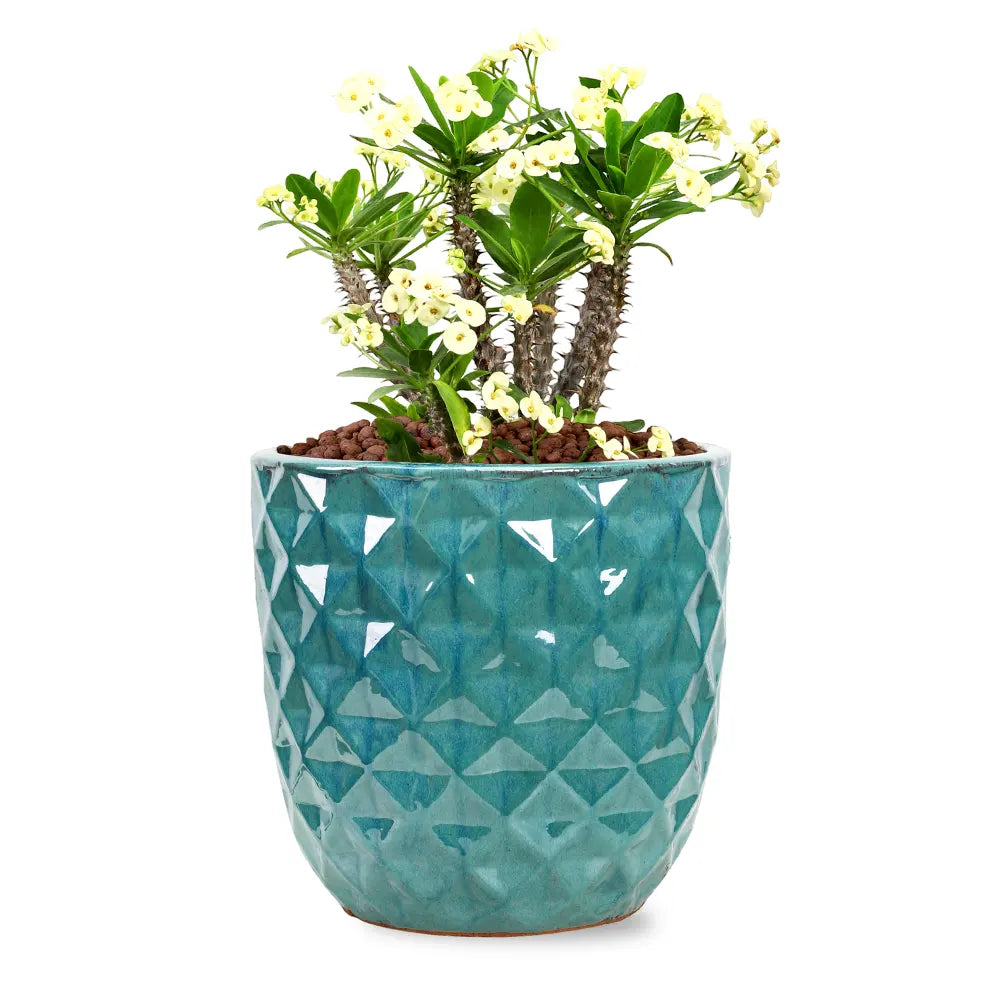 EUPHORBIA MILII IN GREEN CERAMIC POT