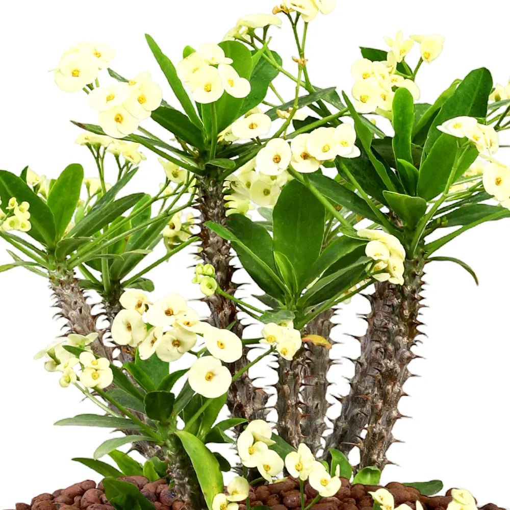 EUPHORBIA MILII IN GREEN CERAMIC POT