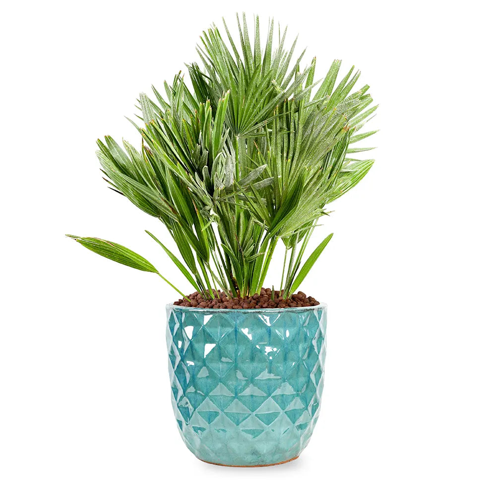 CHAMAEROPS HUMILIS IN GREEN CERAMIC POT