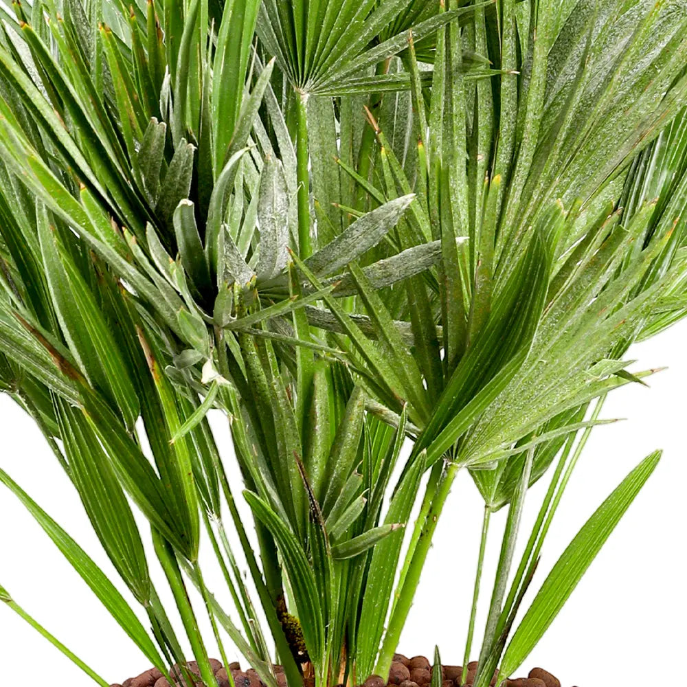 CHAMAEROPS HUMILIS IN GREEN CERAMIC POT