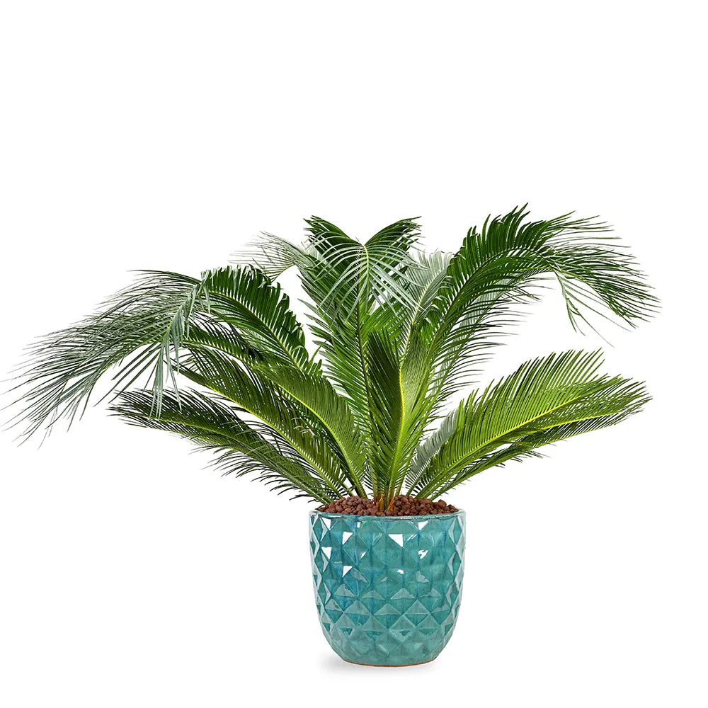 CYCAS REVOLUTA IN GREEN CERAMIC POT