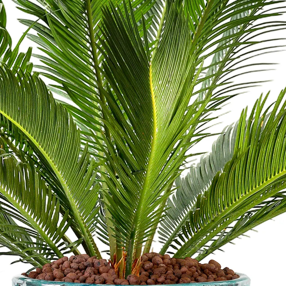 CYCAS REVOLUTA IN GREEN CERAMIC POT