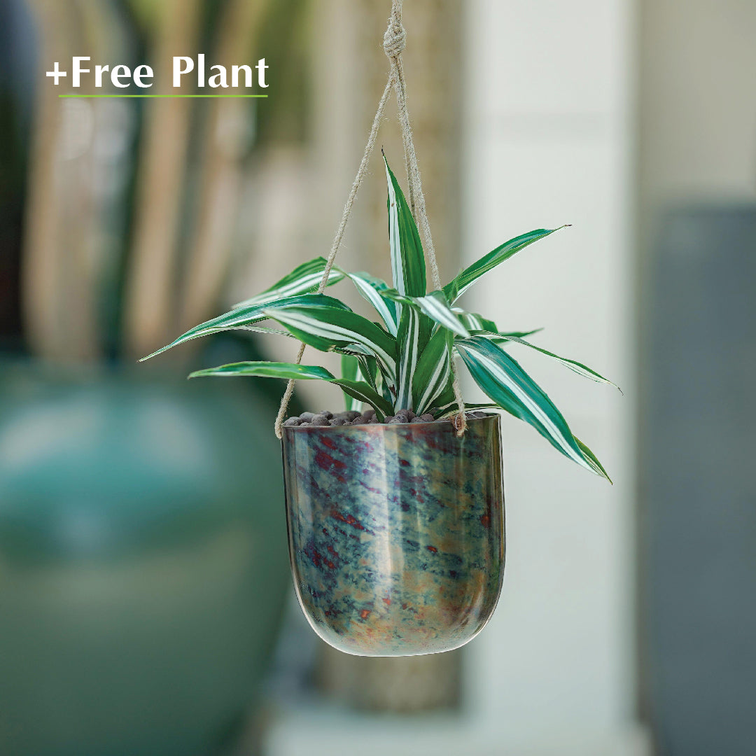 اشترِ أصيصًا واحصل على نبات مجانًا - SOCHI METAL HANGER PLANTER - سوتشي - بنك اشتر واحصل على نبتة مجانًا