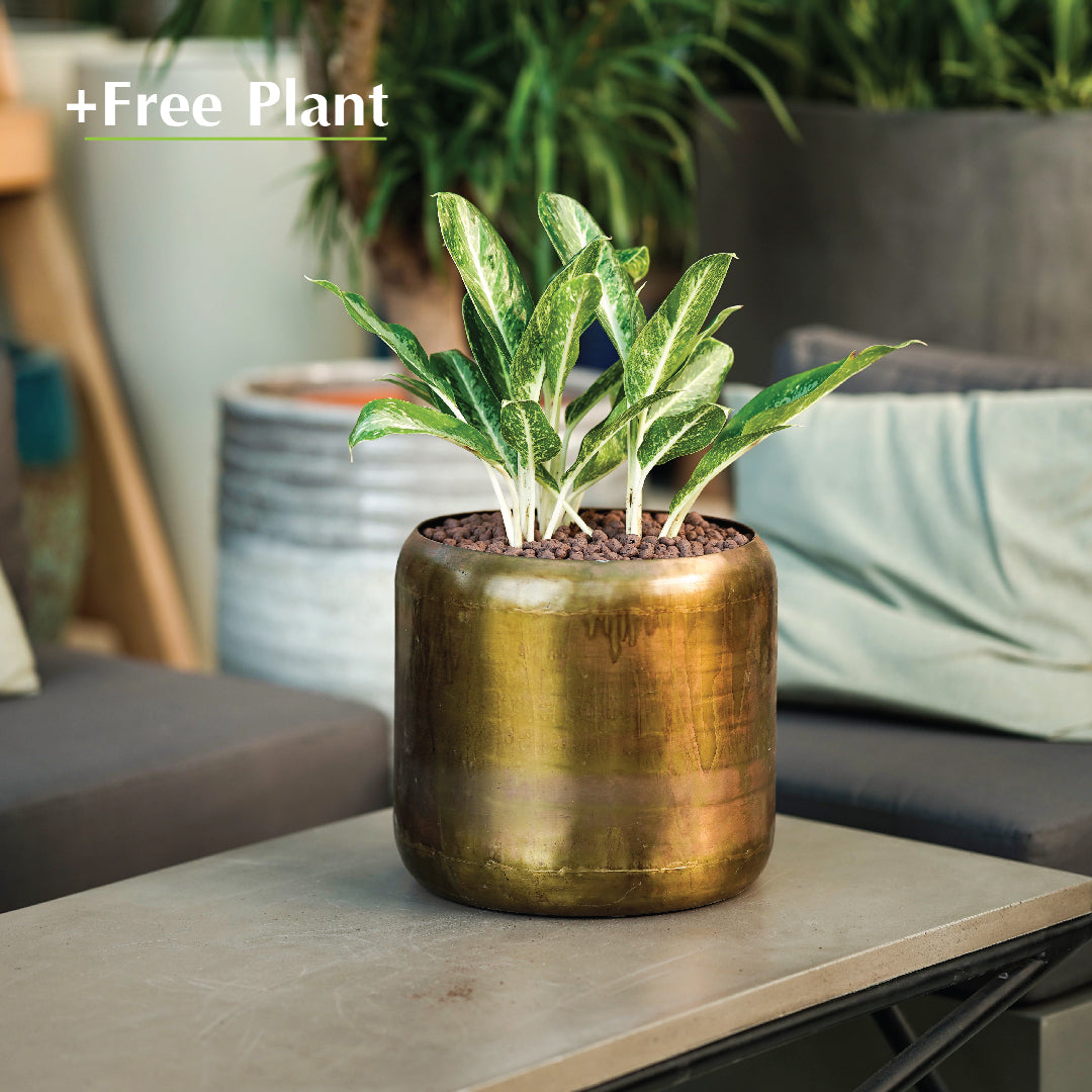 BUY POT & GET A PLANT FREE - BELINSKY GOLD PLANTER - حوض بلينسكي -  اشتري حوض واحصل على نبتة مجاناً