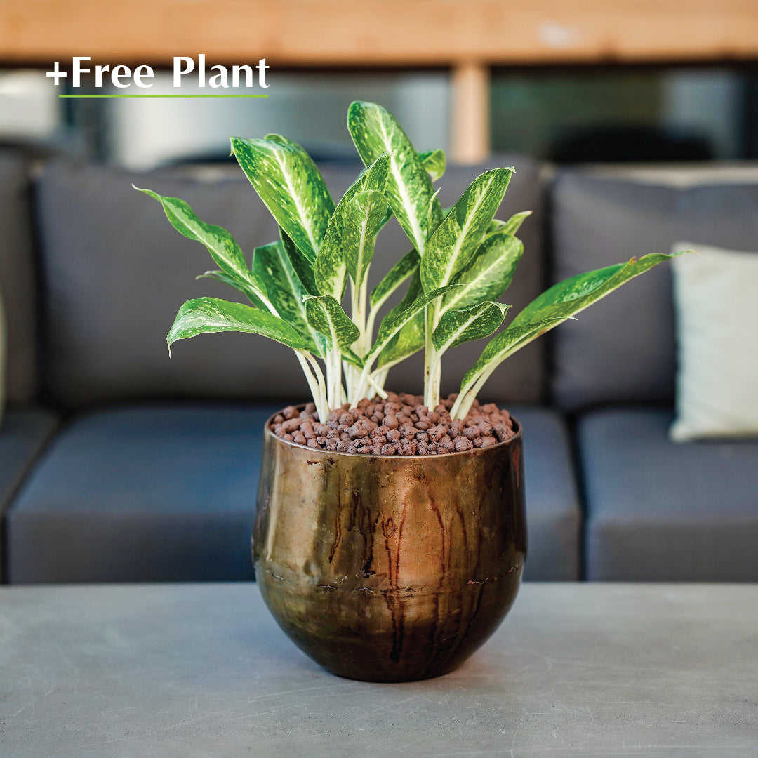 اشتري وعاء واحصل على نبات مجاناً - KALUGA CAMEL BROWN PLANTER - حوض كاليوجا - اشتري بنك واحصل على نبتة مجاناً