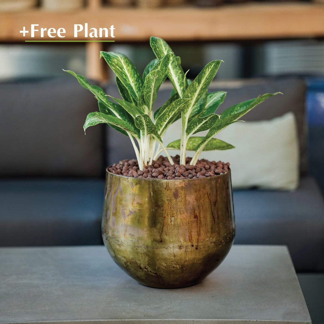 اشتري وعاء واحصل على نبات مجاناً - KALUGA CAMEL BROWN PLANTER - حوض كاليوجا - اشتري بنك واحصل على نبتة مجاناً