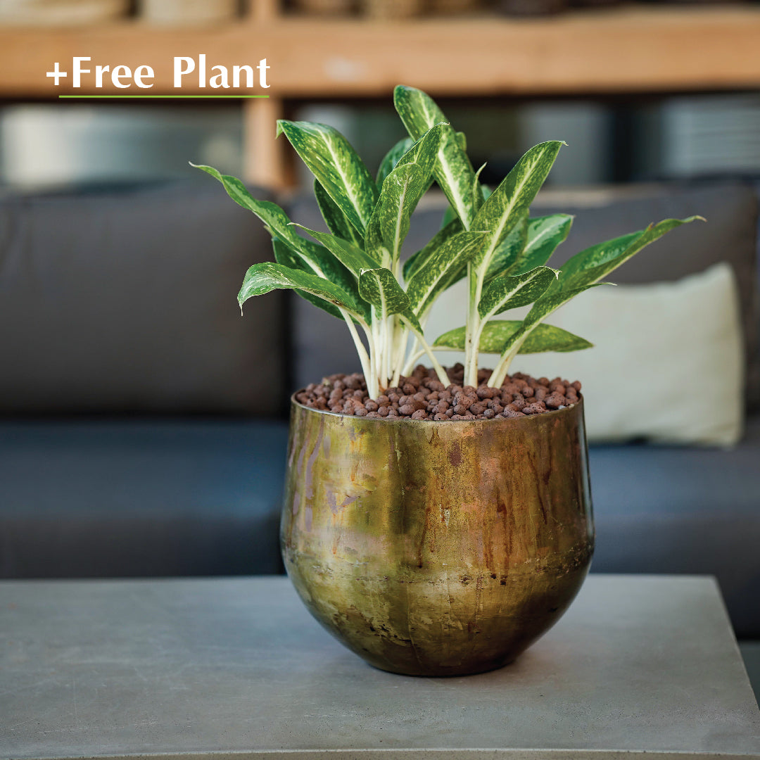 BUY POT & GET A PLANT FREE - KALUGA CAMEL BROWN PLANTER - حوض كالوجا -  اشتري حوض واحصل على نبتة مجاناً