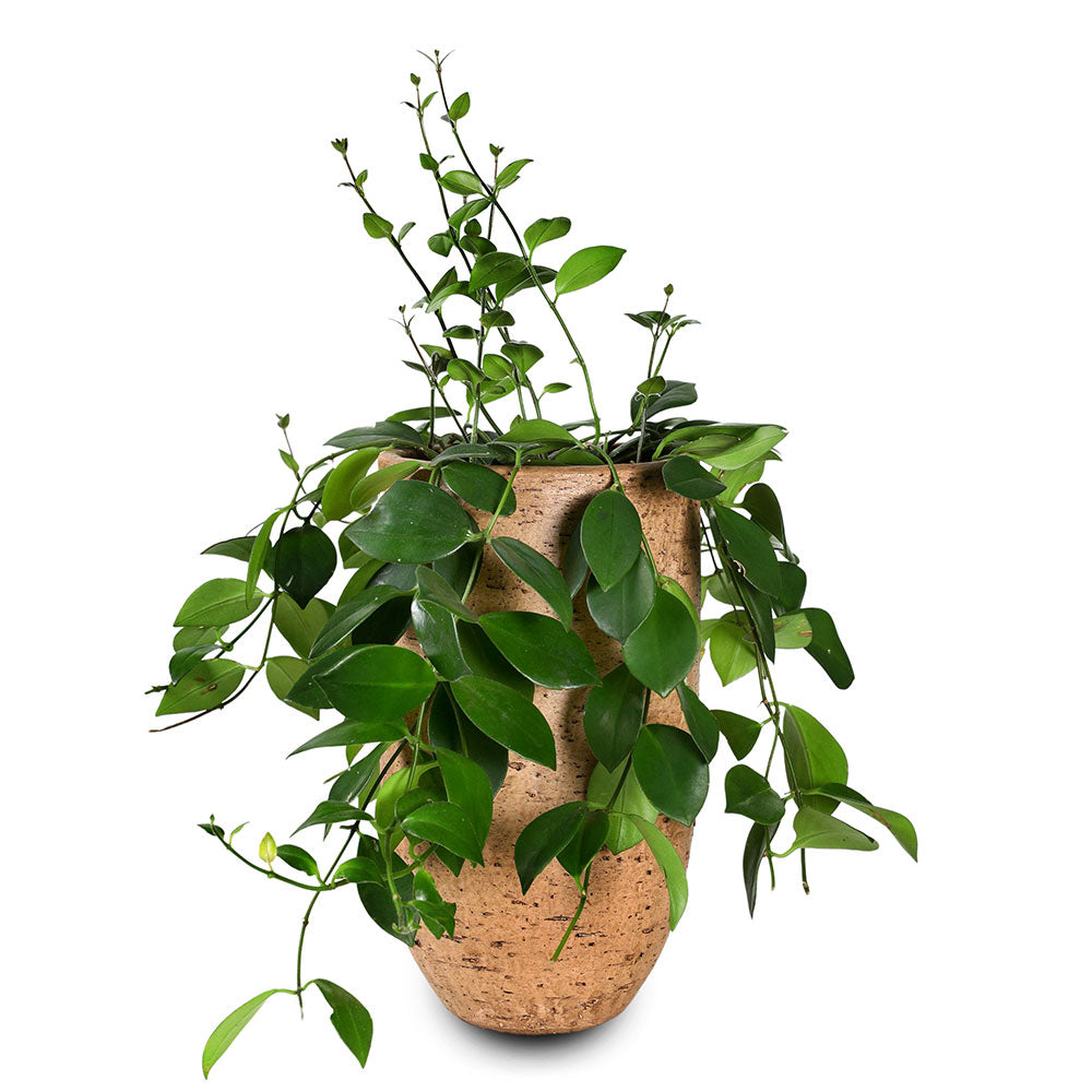 EPIPREMNUM IN YERUDA PLANTER - إيبيبريمنوم في حوض يورودا