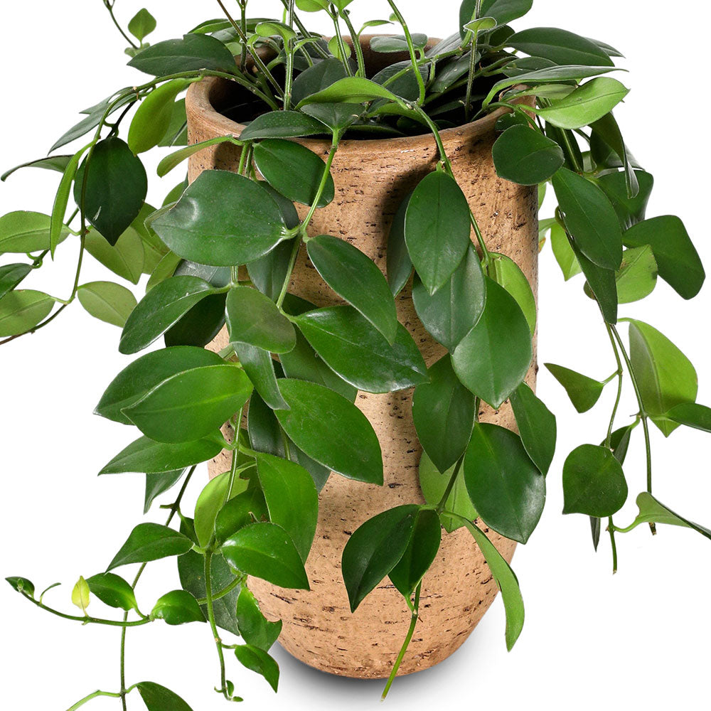 EPIPREMNUM IN YERUDA PLANTER - إيبيبريمنوم في حوض يورودا