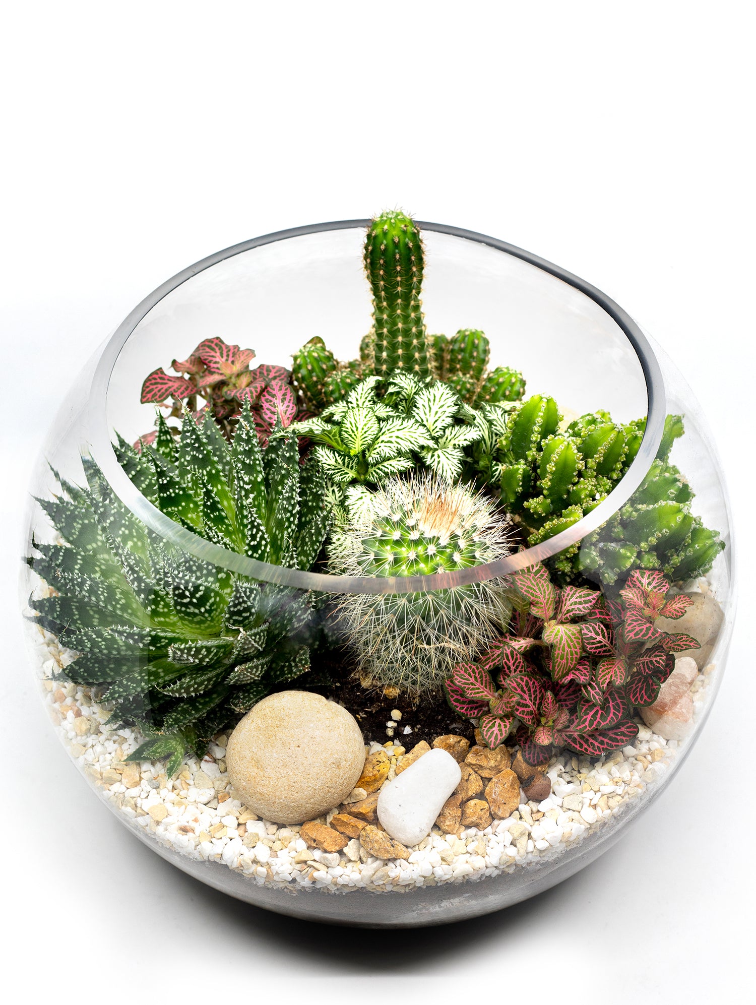 MIX CACTUS & SUCCULENT PLANTS IN TERRARIUM مجموعة من الصباريات والنباتات الداخلية في حوض التيراريوم المميز