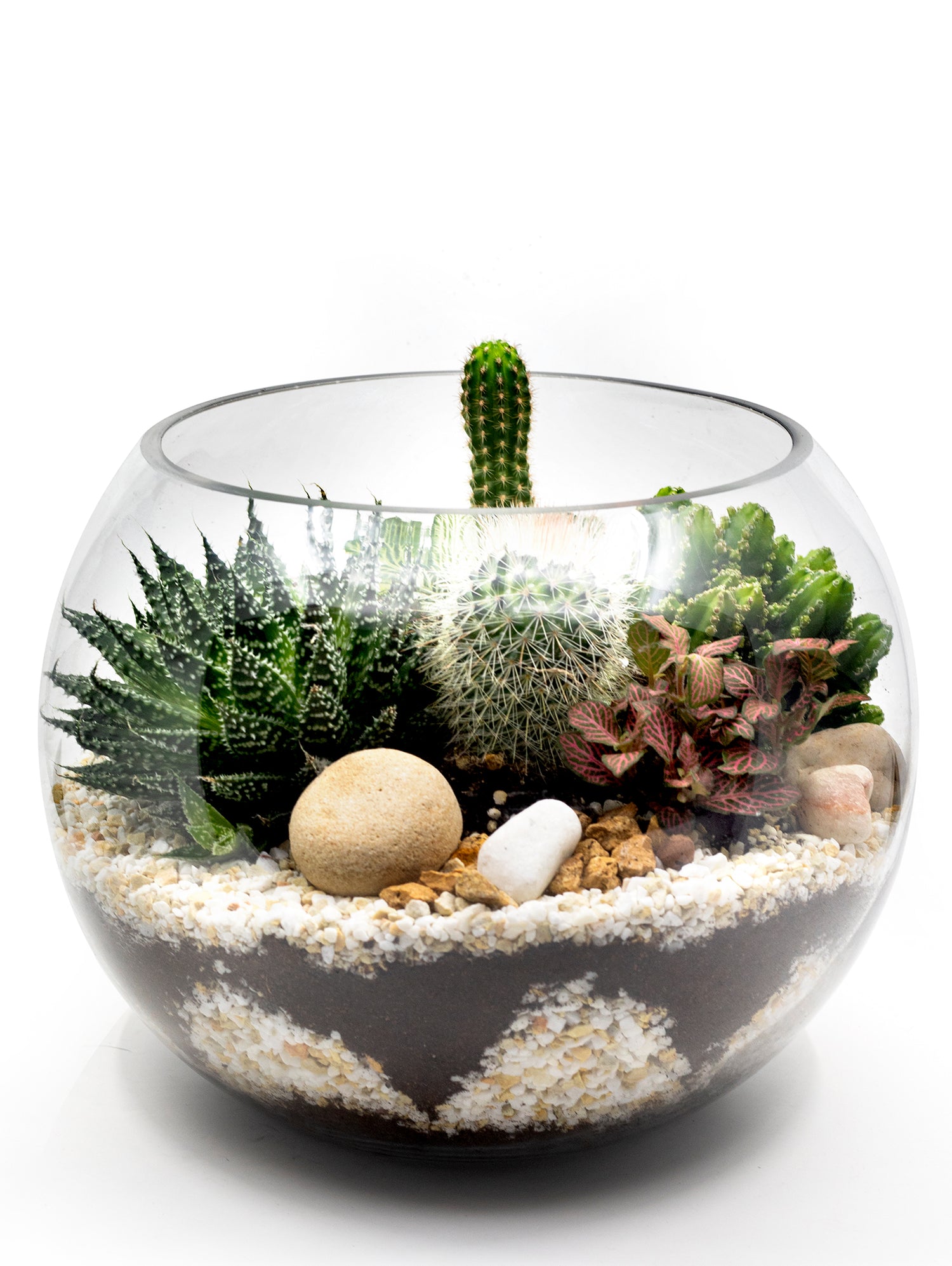 MIX CACTUS & SUCCULENT PLANTS IN TERRARIUM مجموعة من الصباريات والنباتات الداخلية في حوض التيراريوم المميز