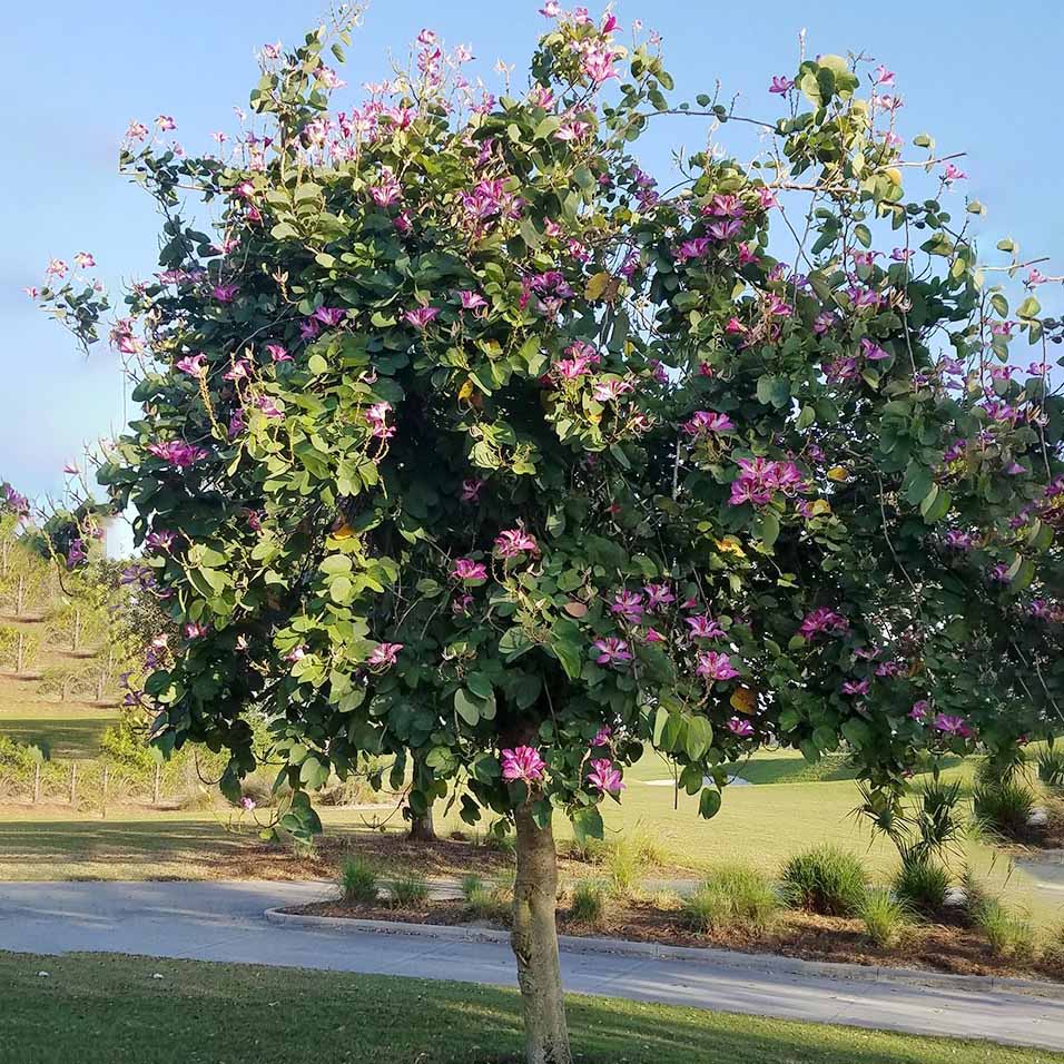 BAUHINIA BLAKEEANADUNN بوهينيا